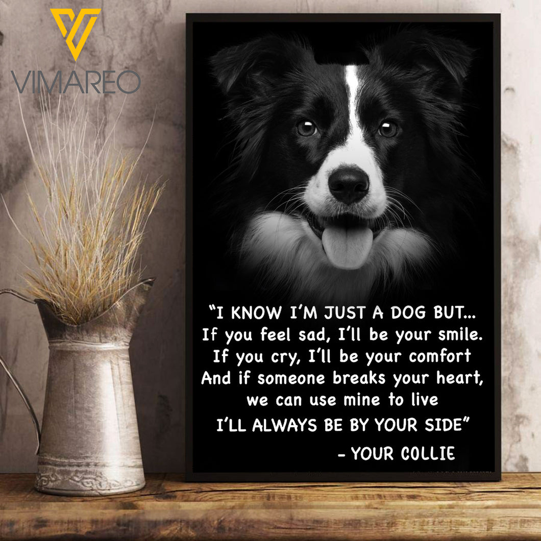 Border Collie Dog VEMS