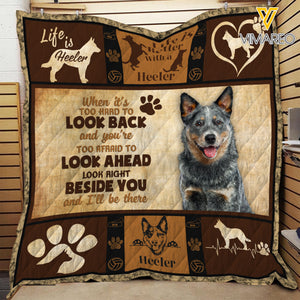 Heeler Dog B8H3